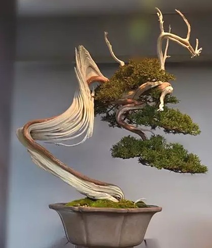 树木盆景的画景美