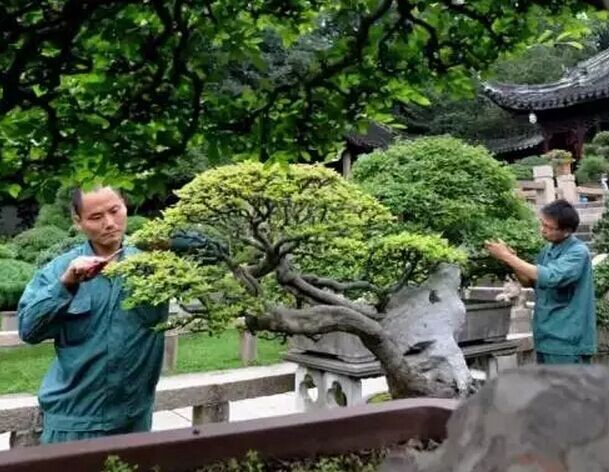 梅雨时节修剪“美容”呈现苏派盆景特有艺术魅力