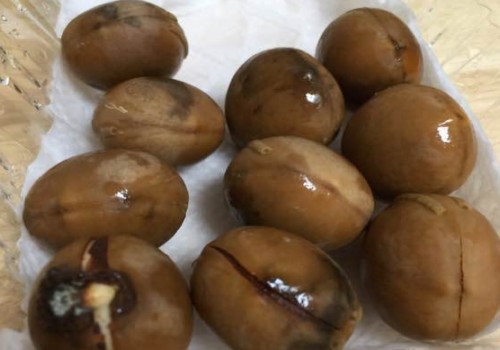 铁树种子种植要剥壳吗