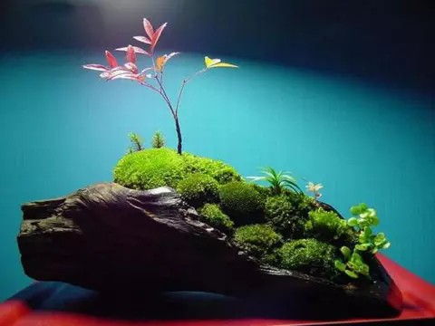 山水盆景的“点苔”方法