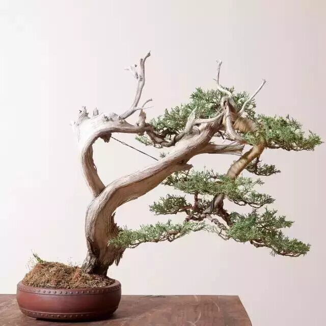 崖柏（盆景）——仅存的植物活化石