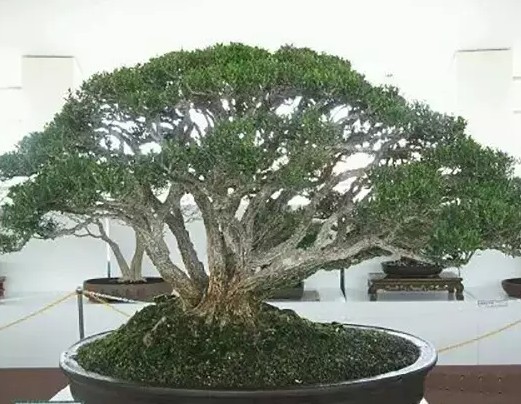 树桩盆景的冬季管理