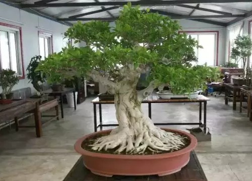 岭南榕树盆景养护管理技巧