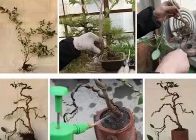微型盆景的制作与组合方法