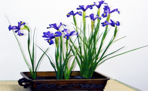 蓝花鸢尾怎么繁殖