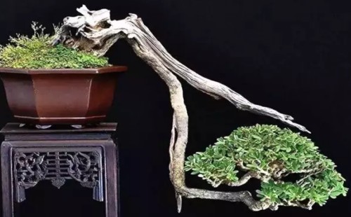 悬崖式盆景如何弯曲