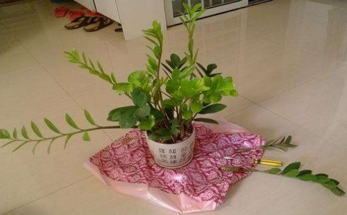 金钱树怎么分株的方法