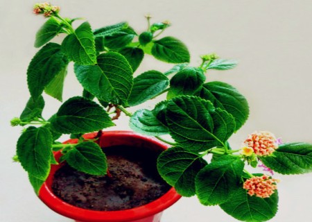 五色梅花种子怎么种