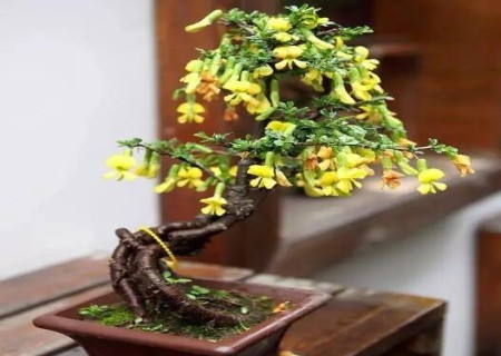 金雀花盆景露根造型方法