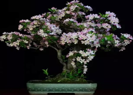 海棠花盆景怎么修剪