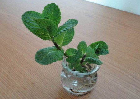 如何水培薄荷?水培薄荷教程(图解)