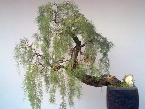 怪柳盆景的造型方法