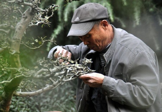 树桩盆景修剪技术