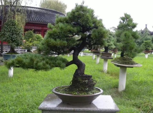松树盆景春秋两季施肥技巧