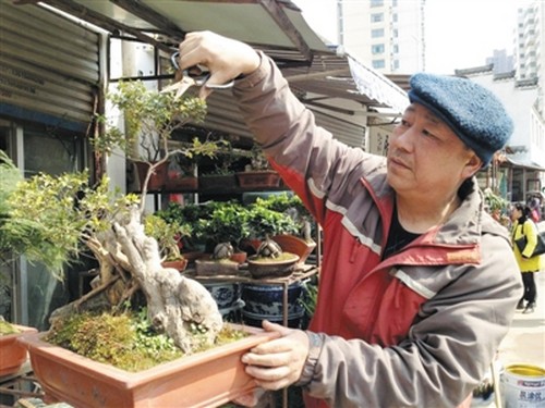 杜鹃盆景修剪方法