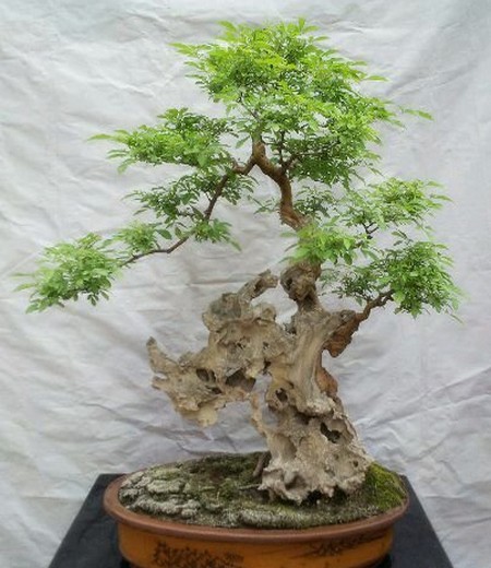 黄荆盆景造型方法