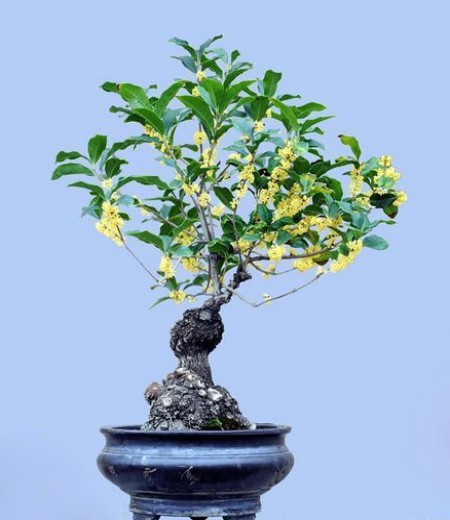 盆栽桂花播种繁殖技术