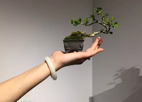 盆景在风格造型上是否需要前瞻性