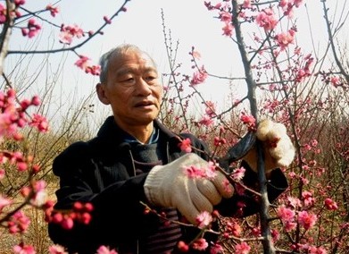 如何修剪造型 梅花盆栽修剪方法