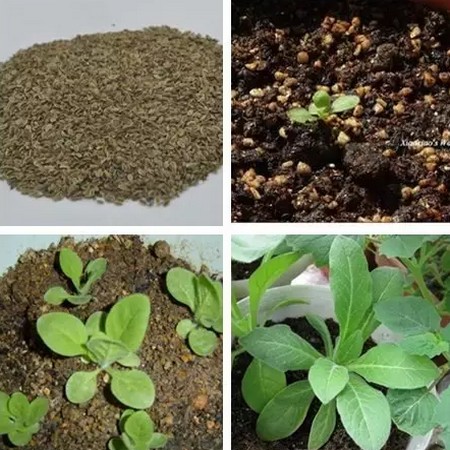 花烟草怎么培育壮苗?培育方法详解