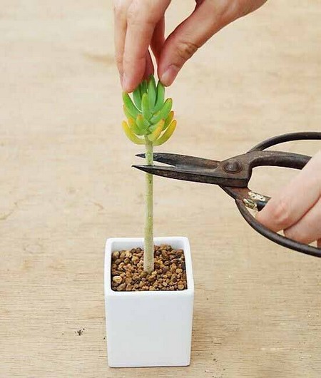 多肉植物修剪方法 多肉植物怎么繁殖