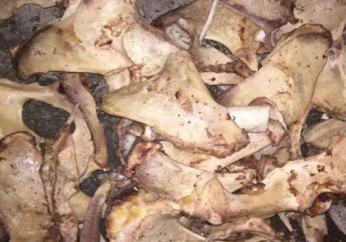 适合摆放在卧室的盆景有哪些 多肉盆底可以放骨头吗
