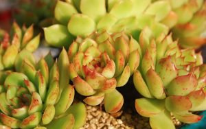 多肉植物-冰河世纪的形态、习性和养护重点！ 养植生长环境
