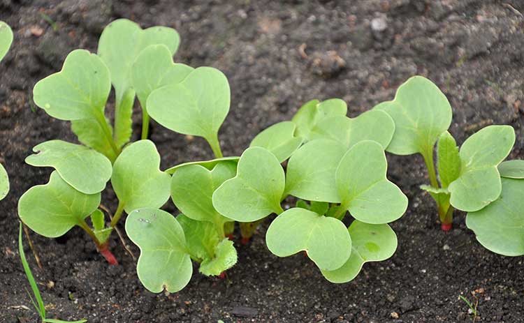 植物种子发芽需要阳光吗