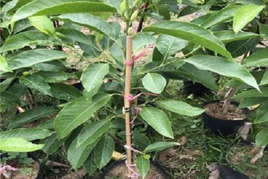 白玉兰花怎么养殖