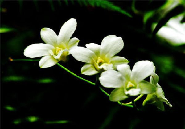 如何改良花泥提高兰花香气