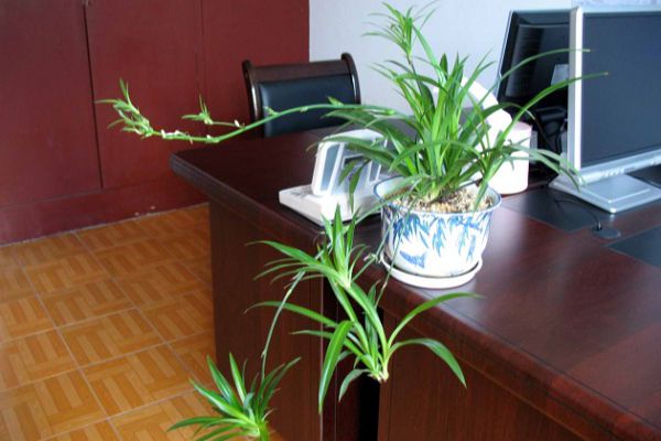 适合水养的室内植物花卉大盘点