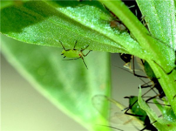 盆栽花卉长蚜虫了怎么办