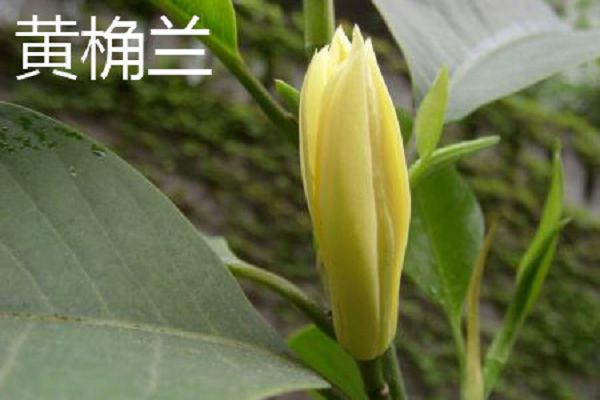 黄桷兰和白兰花的区别