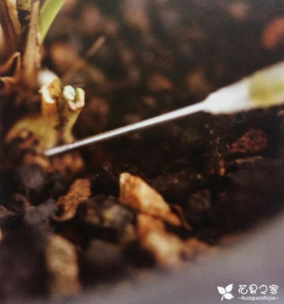 用酒精治盆栽兰花软腐病