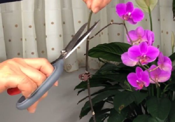 蝴蝶兰花梗如何修剪