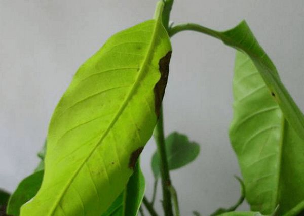 白兰花叶子发黄怎么办?这几点做好就可以避免啊