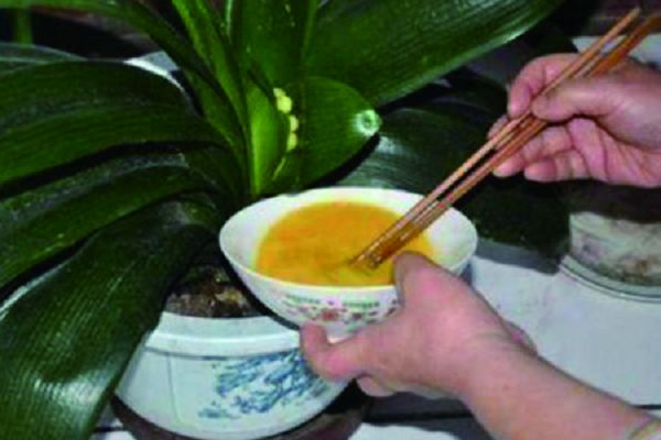 君子兰怎样用鸡蛋施肥，用什么肥料最好