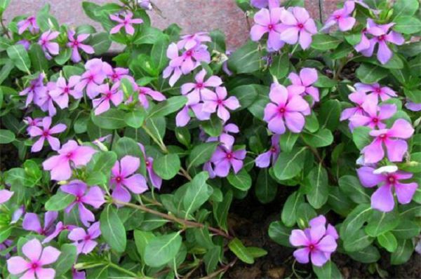 四季开的花有哪些?盘点十大四季常开的花卉