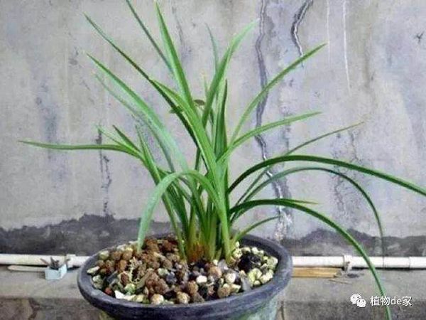 兰花上盆没几天，叶片就发黄萎蔫，怎么办？