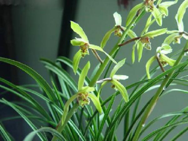 兰花掉花苞原因分析及处理办法