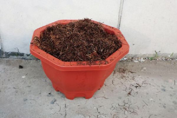 兰花的播种方法,繁殖方法还有什么