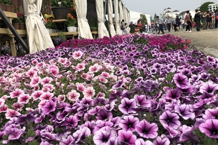 保定适合养什么花,市花和市树是什么