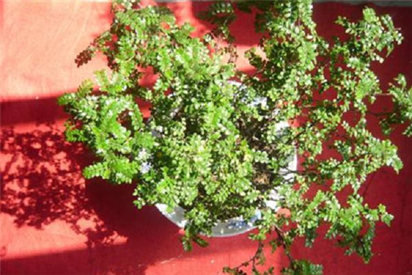 清香木用什么肥料