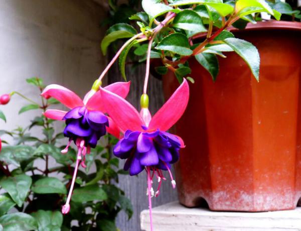 宝莲灯花好养吗?