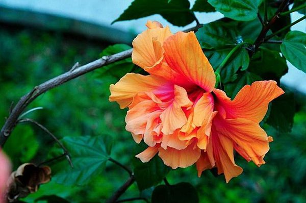 秋季花卉的三大养护要点