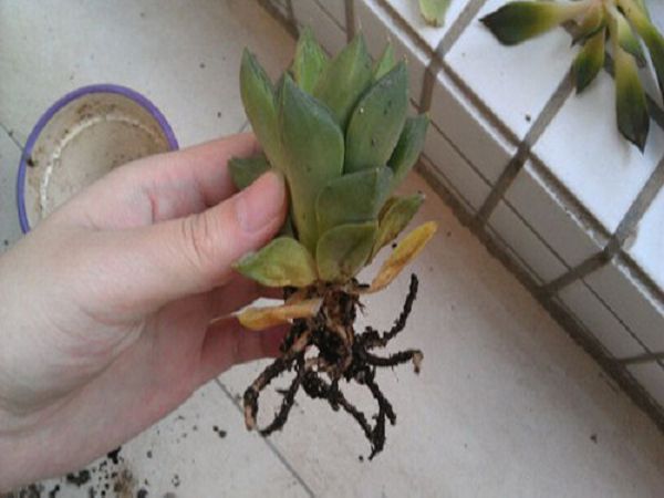 盆栽多肉植物烂叶怎么办？