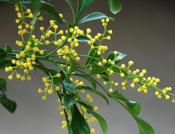米兰花怎么养殖?米兰花的养殖方法