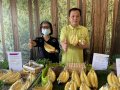 屏东香蕉快闪太平洋百货成“蕉点”多元行销稳定收益