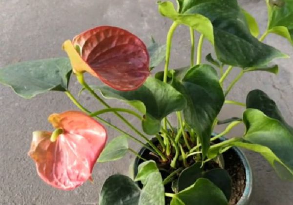 家里养红掌好吗?