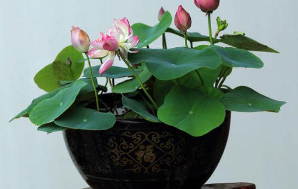 盆栽花卉养护方法哪些